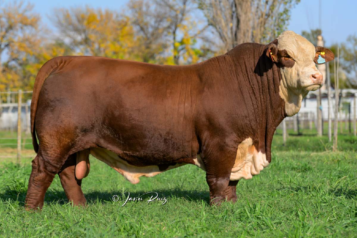 MGN 1049 HEREDERO