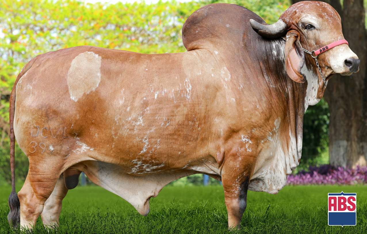 HEROI FIV CABO VERDE