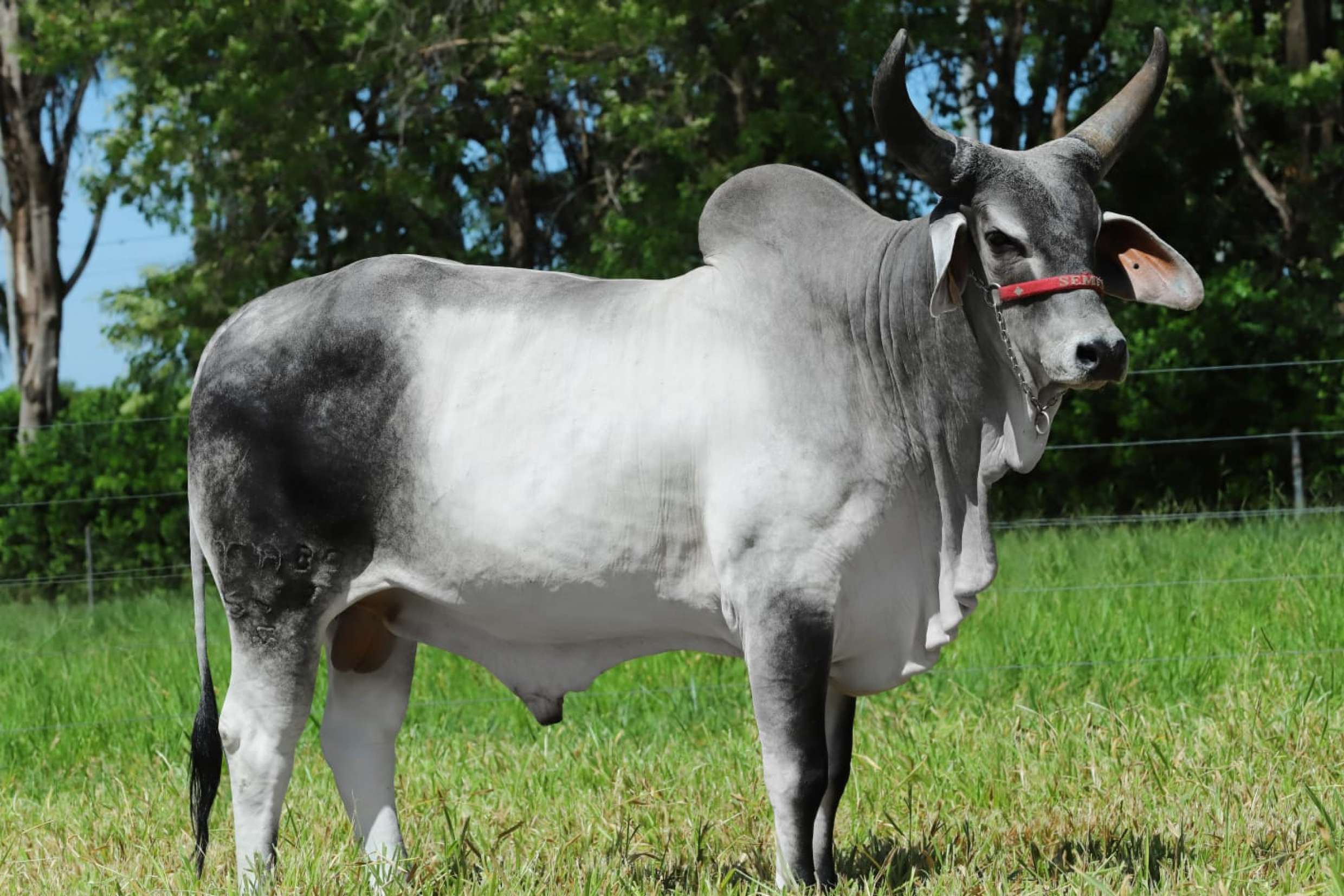 IGAPO FIV TABOQUINHA