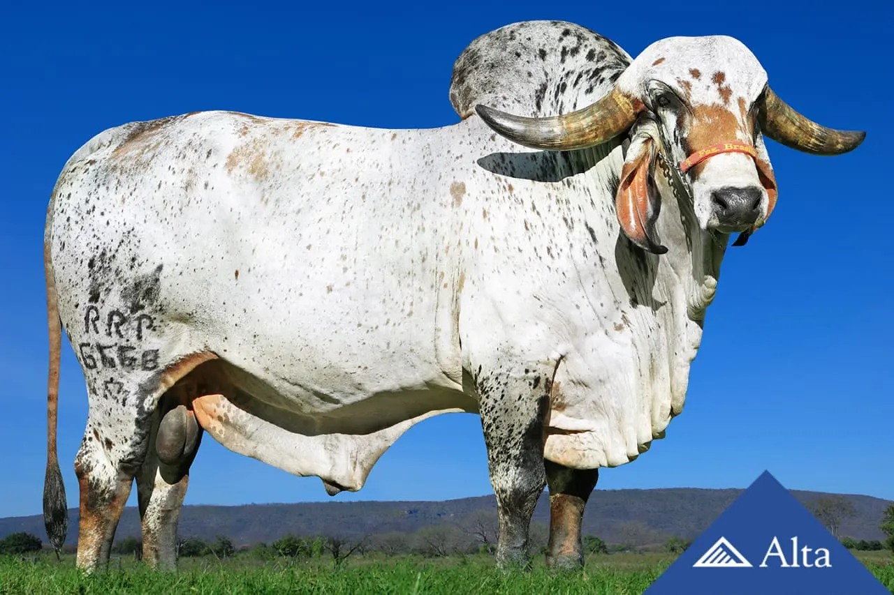 IVÃ FIV de Brasília