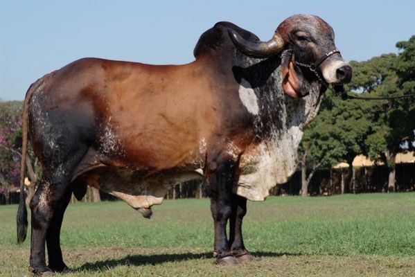 JAGUAR TE DO GAVIÃO