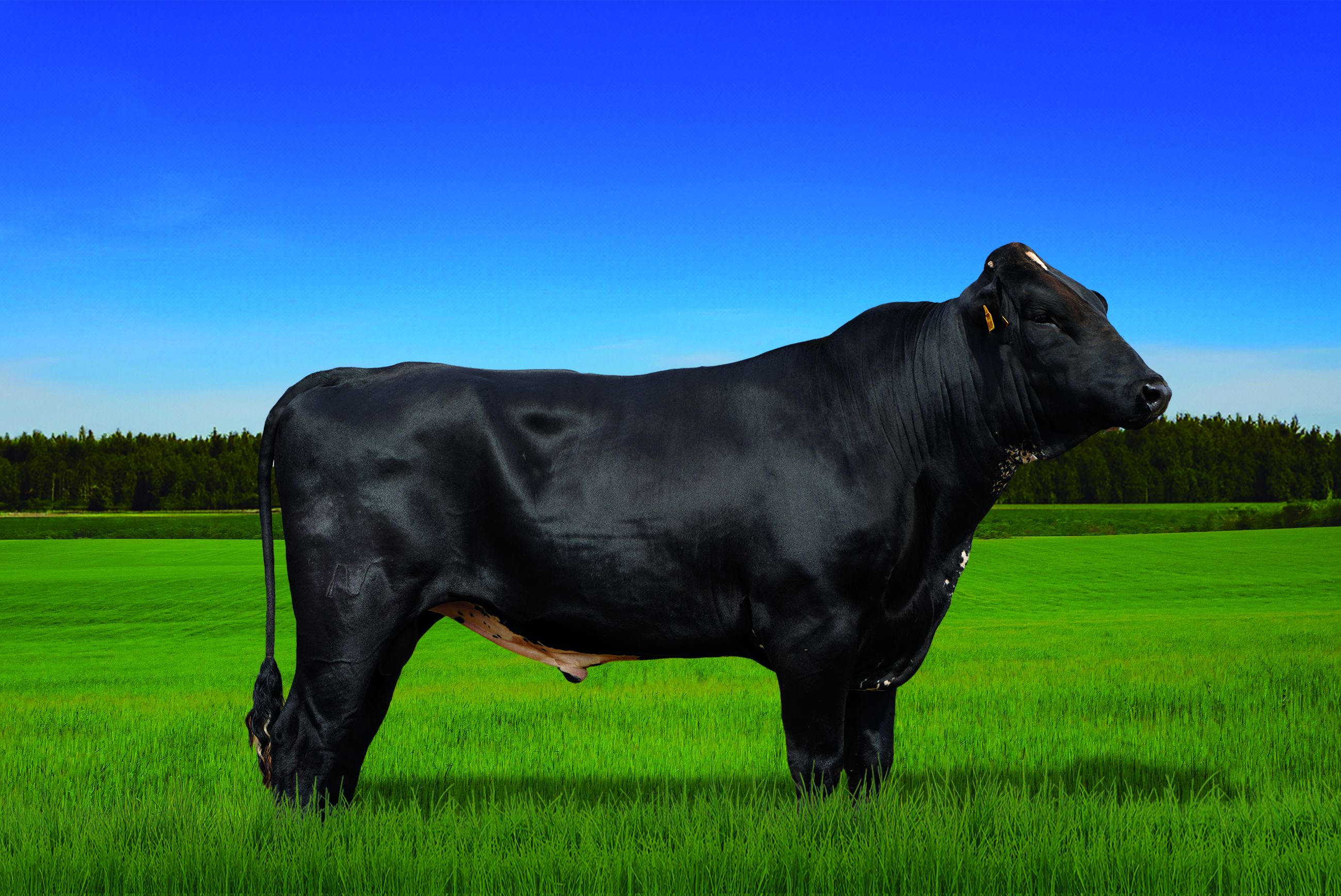 JOAQUIM FIV 4365 TAHITI NF IRMÃOS