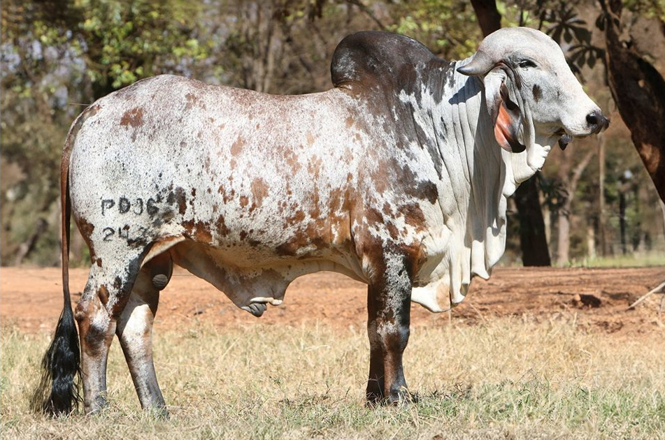 KRISHNA FIV DO RIO NEGRO