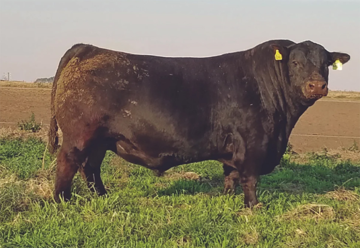 MAC ANGUS - PAYMA MR PIONEER 3672