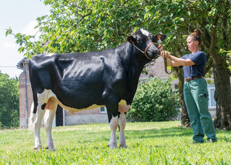 WINSTAR MAXWELL-P-ET