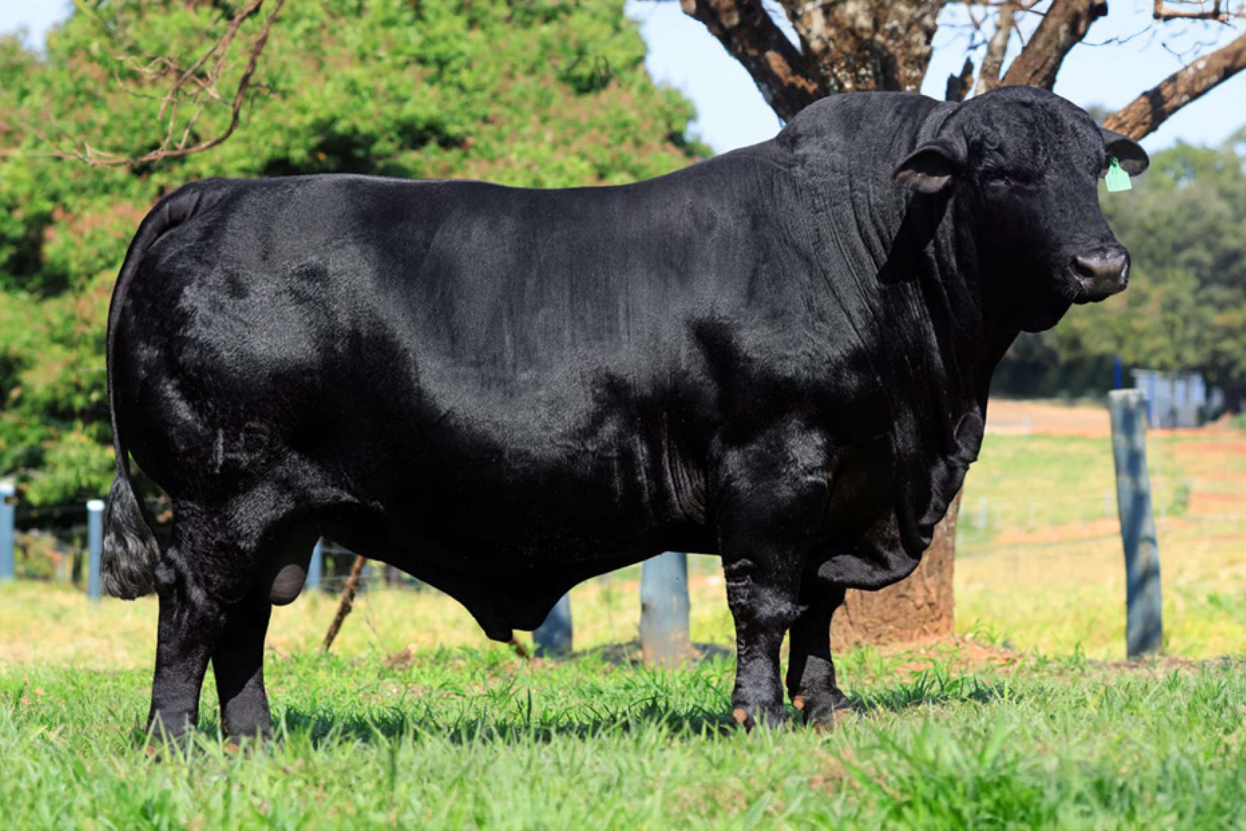 ANAMÉLIA FIV 167 'METRÓPOLES'