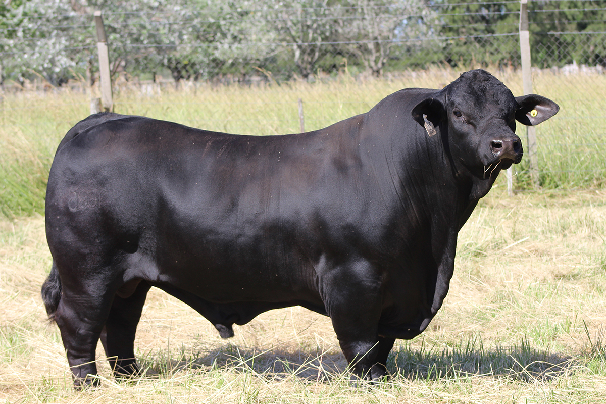 Los Nonos 1685 Arandú 'Mocoví'