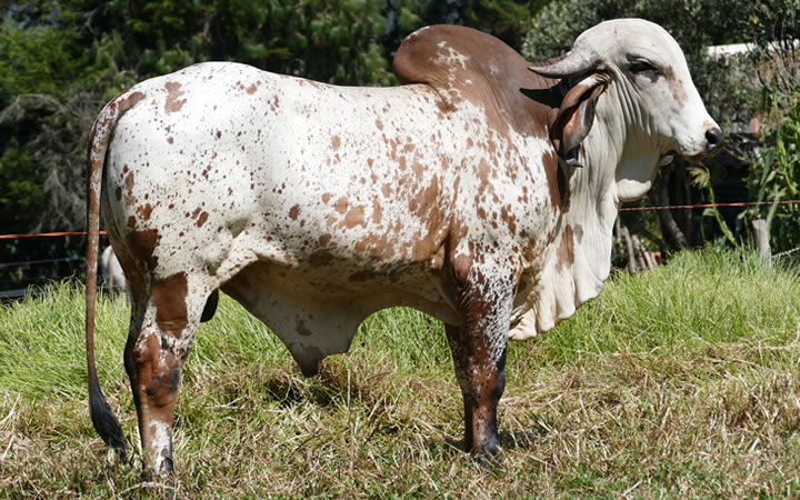 El Tesoro CV Naranjal 304/7