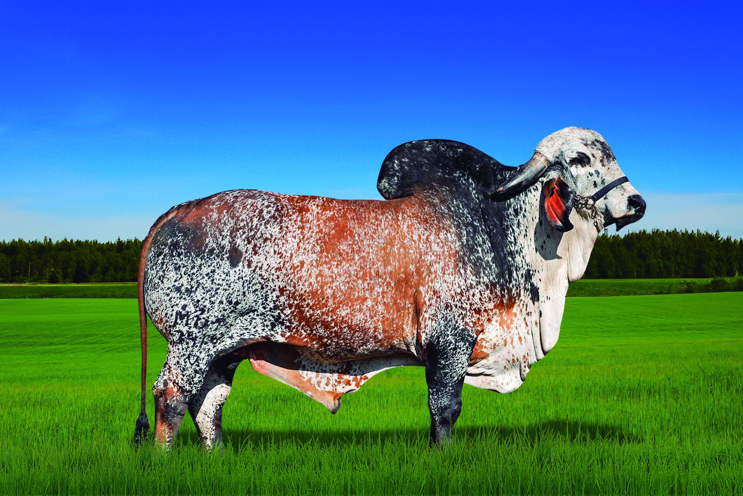 PEREGRINO FIV F MUTUM