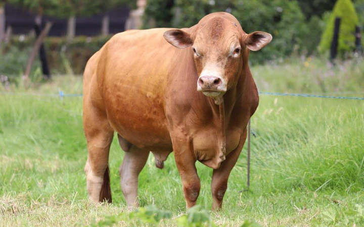 PROCAMPO–PRECURSOR 1413