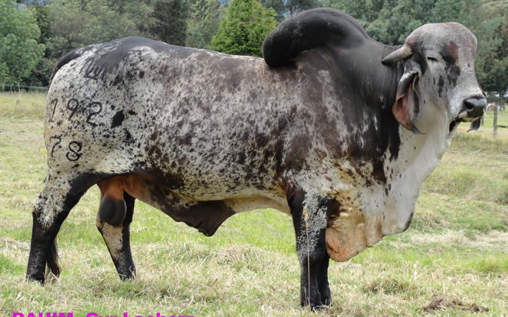 JCG La Maria RAHIM T.E. 192/78