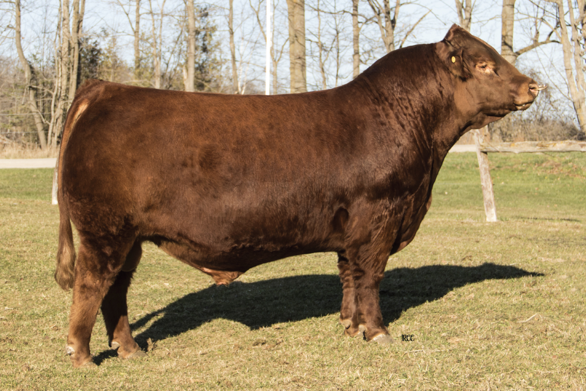 BLCC Grass Roots 70G