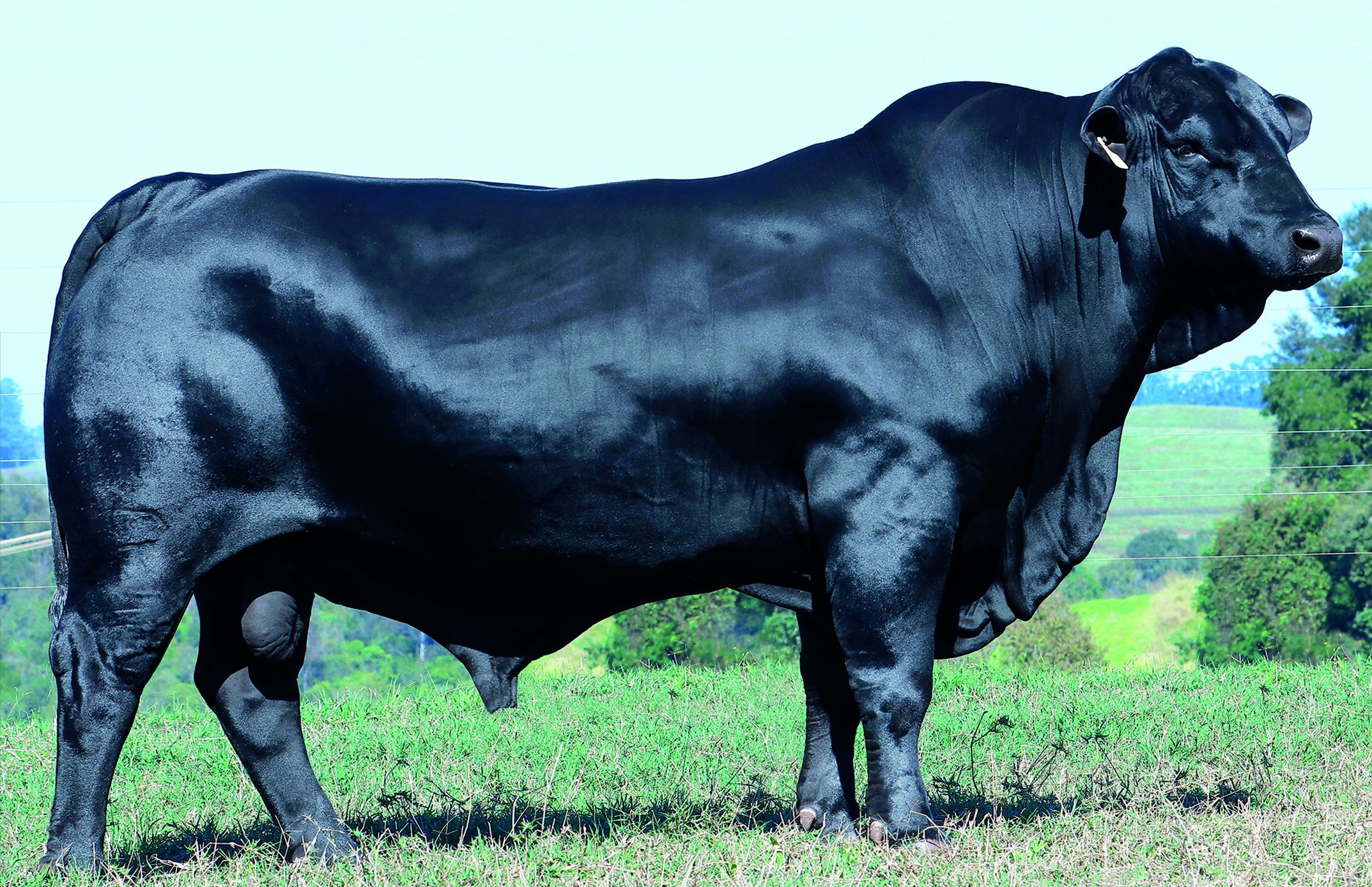 Guapiará BR5787 SNIPER