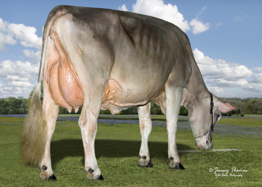 La Rainbow Sweet Sultan‑ET