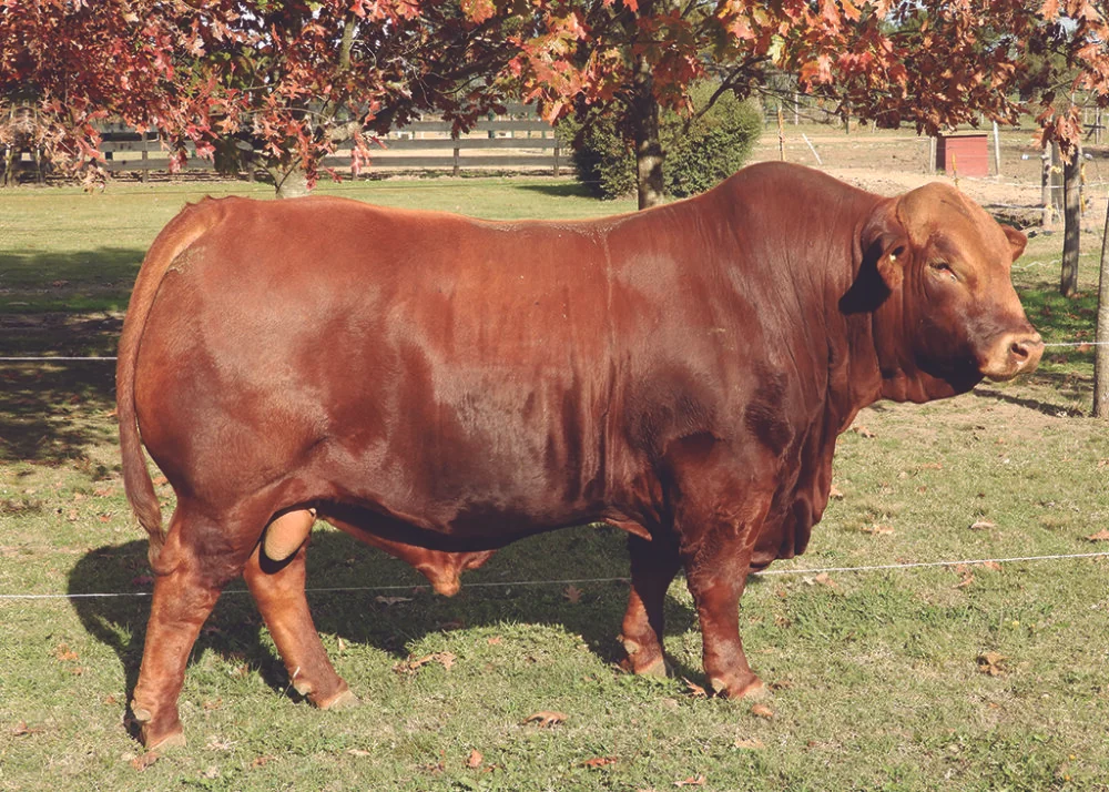 PUNTACOR 306 VISIONARIO 'TORETTO'